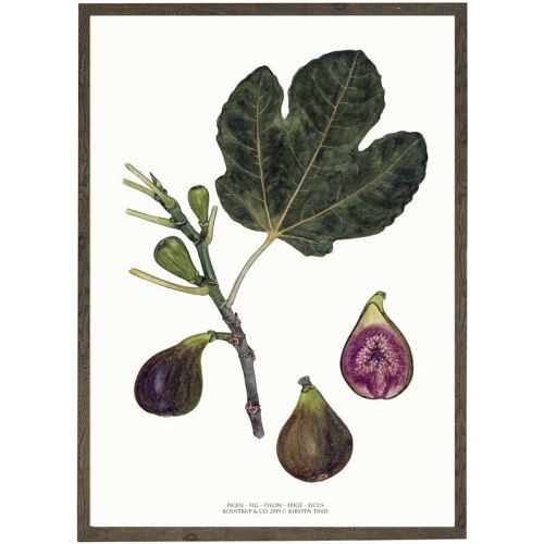 Koustrup og Co. - Figen - 70 x 100