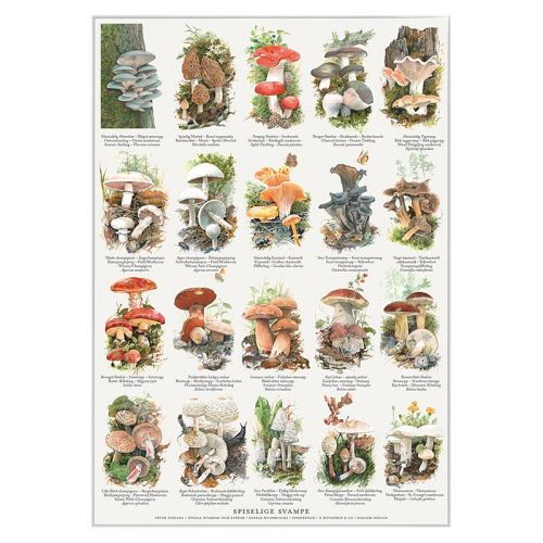 Koustrup og Co. - Spiselige Svampe - A2