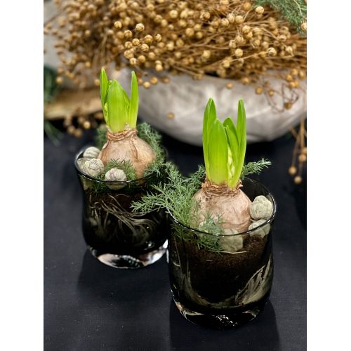 Muubs - Glas - Furo - Klar - Small - 4 stk